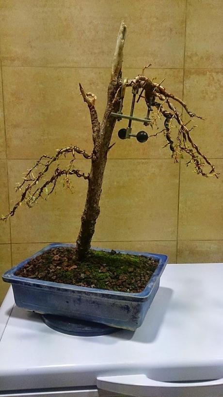 Segunda formacion del chopo negro