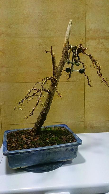 Segunda formacion del chopo negro