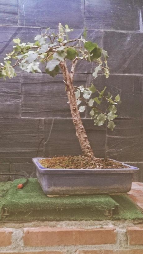 Segunda formacion del chopo negro