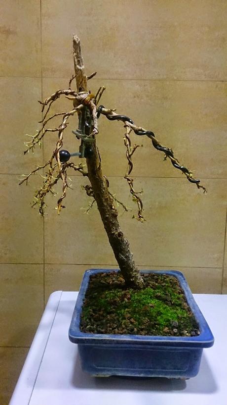 Segunda formacion del chopo negro