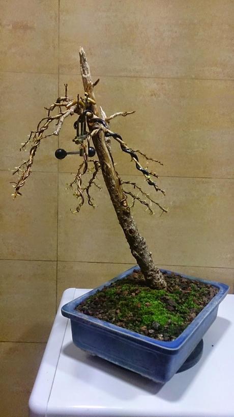 Segunda formacion del chopo negro