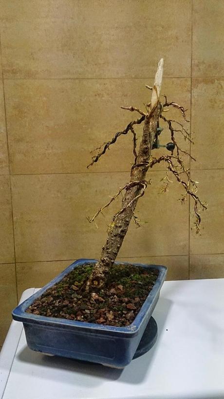 Segunda formacion del chopo negro