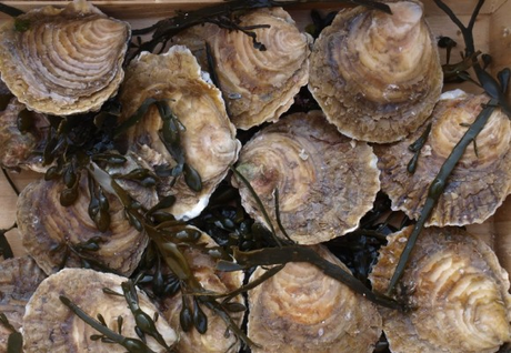 Gastronomía: Las ostras, en Navidad