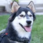VÍDEO: Un perro con las patas deformes tiene una nueva oportunidad de vida prótesis impresas en 3d para un perro con las patas deformes