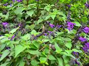 salvia para mantenernos jóvenes