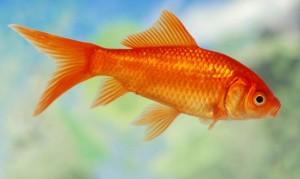 Comentario en Un pez llamado “Carpa” por laura