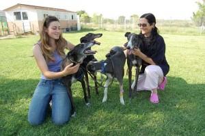 Comentario en Alimentación para galgos por krlitos jara