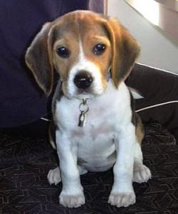 Comentario en Conozcamos un poco más a los beagles por Macotas