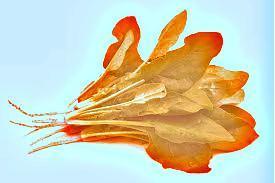 La naranja de Popeye.