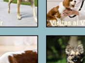 ¿Sabes Donde Adoptar Comprar PERRO?