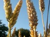 pan, vino vino! leer para *#@#*!