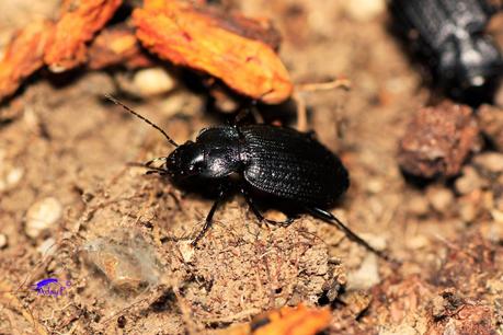 Carabus sp