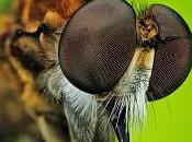 Interpretaciones curiosas soñar insectos bichos.