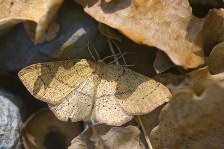 Cyclophora (Codonia) linearia (Hübner 1799)