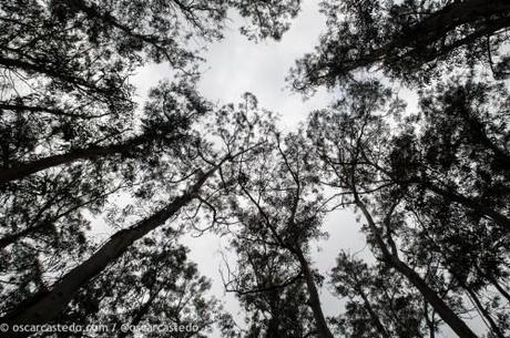 El camino hacia las nubes