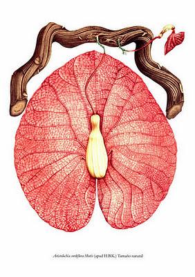Expedición Botánica al Virreinato de Nueva Granada por José Celestino Mutis