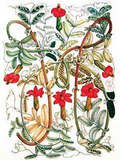 Expedición Botánica al Virreinato de Nueva Granada por José Celestino Mutis