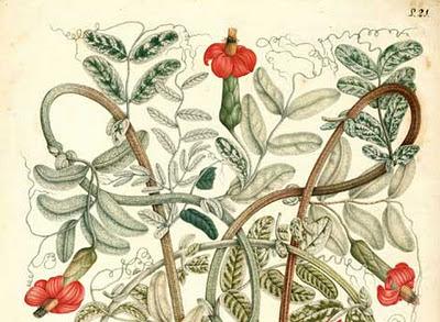 Expedición Botánica al Virreinato de Nueva Granada por José Celestino Mutis