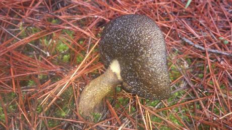 El sur también es verde: Segura de la Sierra II