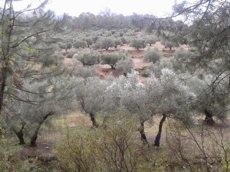 El sur también es verde: Segura de la Sierra II