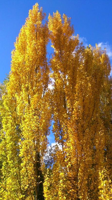 El sur también es verde: Segura de la Sierra II