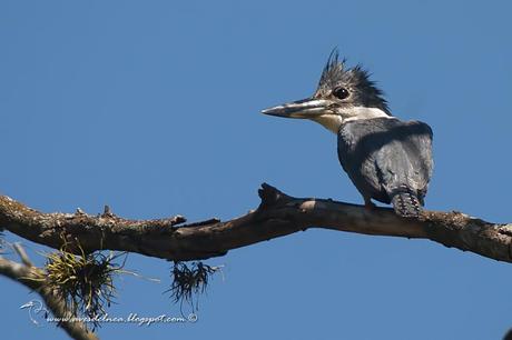 Martín pescador grande