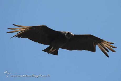Jote cabeza negra (Black Vulture) Coragyps atratusmall