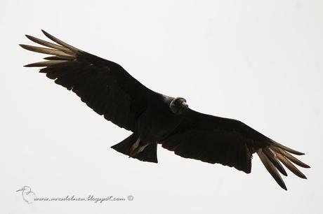 Jote cabeza negra (Black Vulture) Coragyps atratusmall