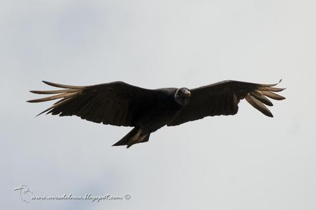 Jote cabeza negra (Black Vulture) Coragyps atratus91small