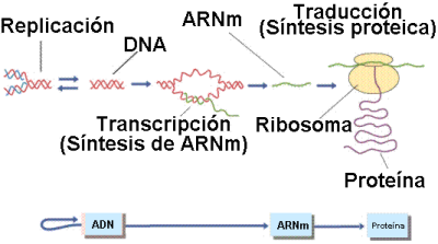 cendogma