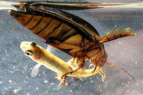 escarabajo-buceador-cincodays