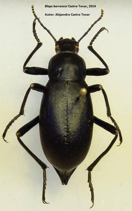 Nueva especie de tenebriónido en España