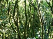 Reserva Utana (Bosque Hanne), otra joya biodiversidad
