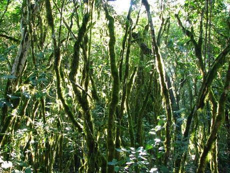 Reserva Utana (Bosque de Hanne), otra joya de la biodiversidad del sur