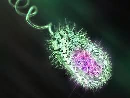 Transferencia Genica Horizontal