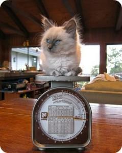 obesesion con la bascula