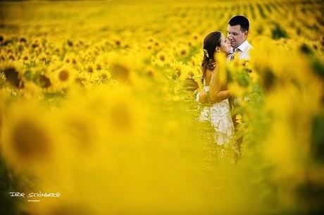Girasoles, la flor de temporada