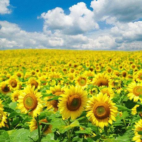 Girasoles, la flor de temporada