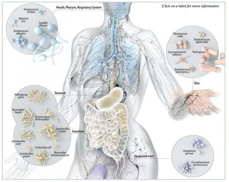 MIcrobioma: Un 90% de las células de nuestro cuerpo... ¡son bacterias! MIcrobioma: Un 90% de las células de nuestro cuerpo... ¡son bacterias!