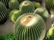 ¿Qué significa soñar cactus?