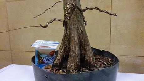 Nº 92 Un nuevo estilo de bonsai Nº 92 Un nuevo estilo de bonsai