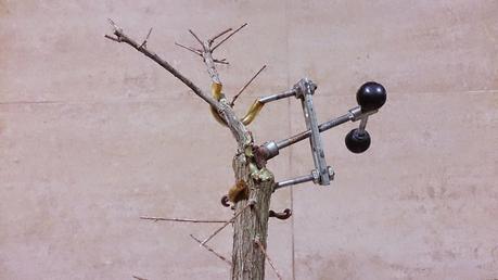 Nº 92 Un nuevo estilo de bonsai Nº 92 Un nuevo estilo de bonsai