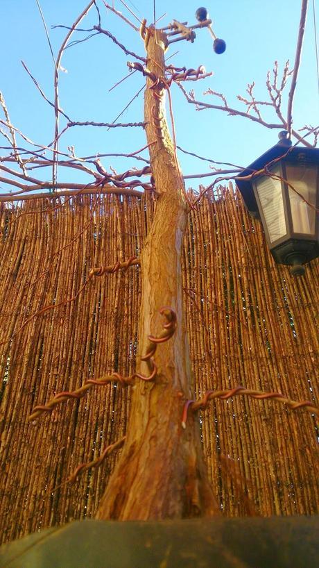 Nº 92 Un nuevo estilo de bonsai Nº 92 Un nuevo estilo de bonsai