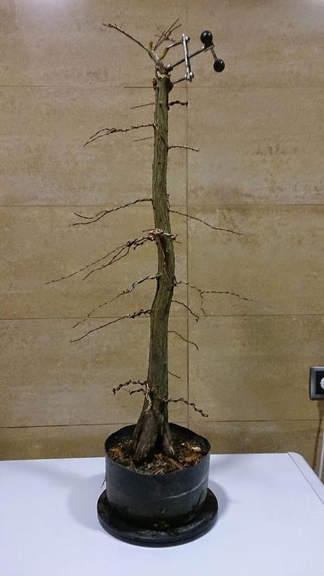 Nº 92 Un nuevo estilo de bonsai Nº 92 Un nuevo estilo de bonsai