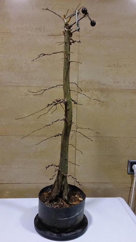 Nº 92 Un nuevo estilo de bonsai Nº 92 Un nuevo estilo de bonsai