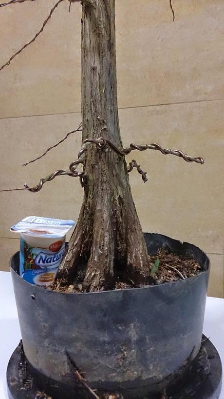 Nº 92 Un nuevo estilo de bonsai