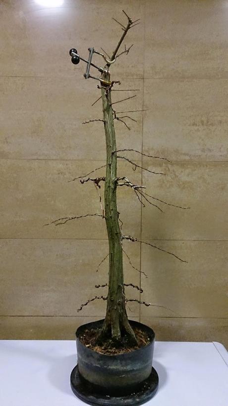 Nº 92 Un nuevo estilo de bonsai Nº 92 Un nuevo estilo de bonsai