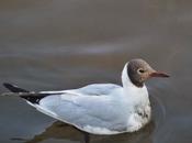 Gaviota reidora muda temprana