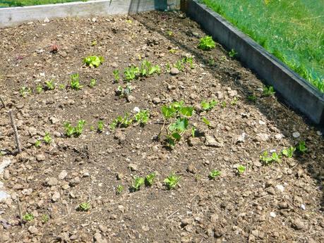 SENDERISMO EN LA ZONA DE QUEENSTOWN: MOKE LAKE