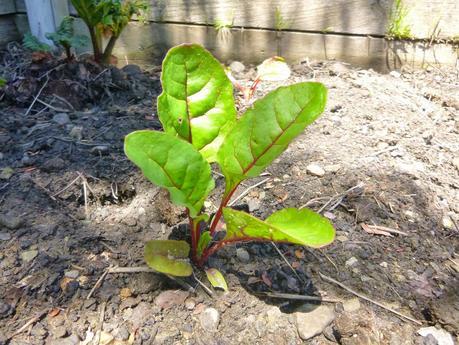 SENDERISMO EN LA ZONA DE QUEENSTOWN: MOKE LAKE